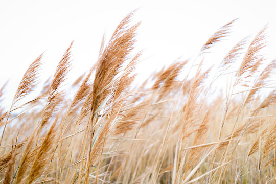Plant life on Block Island off the coast of Rhode Island.