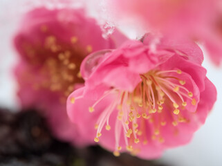 雪が降る寒い1月に咲いた美しい紅梅「八重寒紅（ヤエカンコウ）」