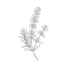 Botanical illustration of thyme herb branch isolated on white background