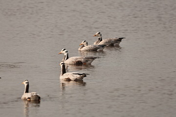 Goose in lake