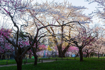 Obraz premium 梅の花 