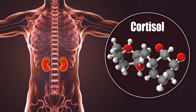 cortisol hormone molecular structure and adrenal glands medical illustration