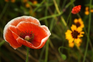 Fototapeta premium I am still here