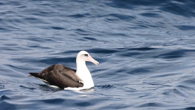  Laysan albatross (Phoebastria immutabilis) is a large seabird that ranges across the North Pacific.