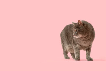Obraz premium Cute grey cat on pink background