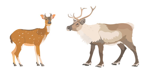 Fototapeta premium Vector hand drawn illustration of cartoon reindeer and red elk. Cute wild animals isolated on white background.