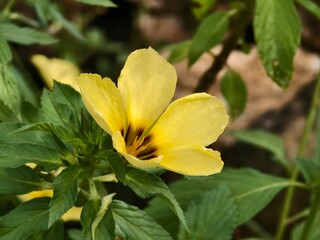 damiana flower in the morning