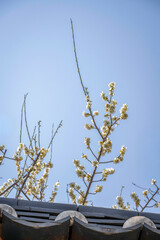 White plum blossoms blooming over traditional korean tiled wall