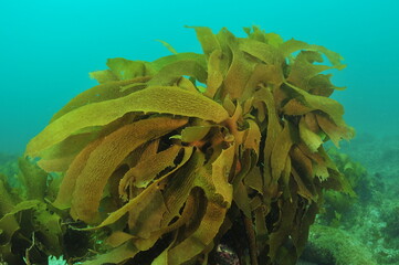 Fronds of brown stalked kelp Ecklonia radiata in waters of Hauraki Gulf. Location: Auckland New Zealand
