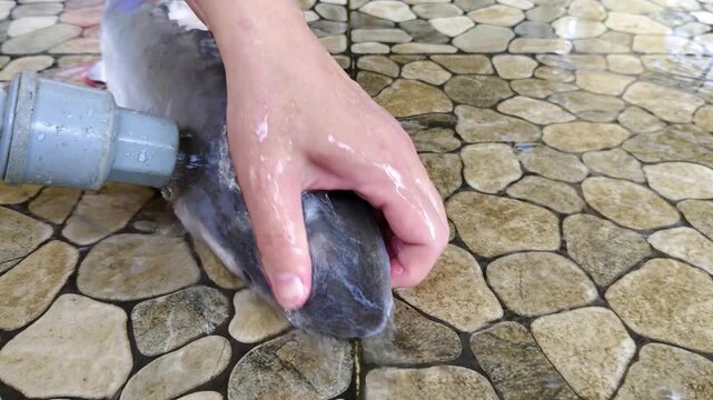 The hand holds the young shark while pouring water from the gray pipe over its head and body, creating a stream of splashing water, foam, and wet glistening on the gray skin on the pebble tile floor.
