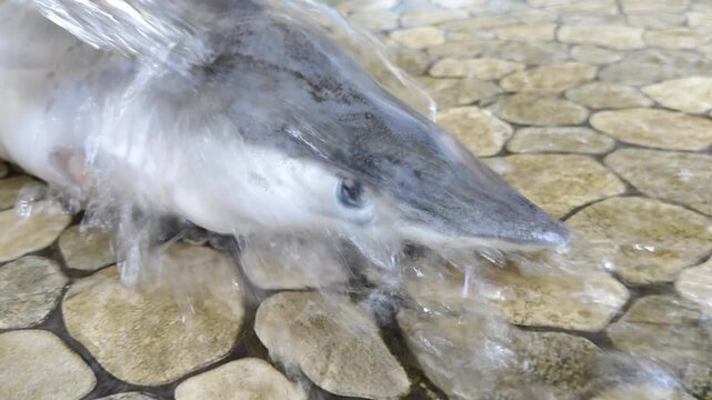 Hand pouring clear water over a young shark's body, creating splashing streams and foam on its gray skin and pointed snout, eye visible, on wet tiled stone floor.