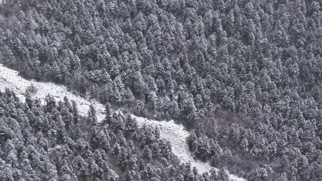 Aerial View of Frosted Forest in Bipenggou, Western Sichuan