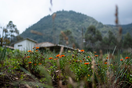 Guamb&iacute;a, Cauca 
