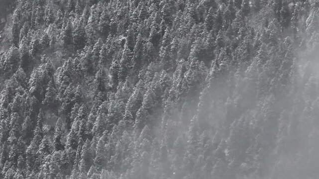 Aerial View of Frosted Forest in Bipenggou, Western Sichuan