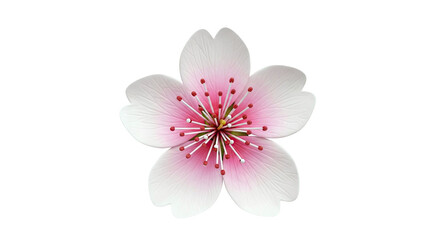 Fototapeta premium Close-up of a pink and white cherry blossom