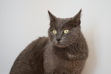 Majestic Gray Cat with Yellow Eyes
