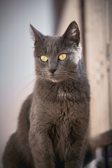 Majestic Gray Cat with Yellow Eyes