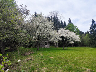 Obraz premium Old wooden cottage hidden among blooming spring trees on a green meadow, surrounded by forest under a soft cloudy sky. 
