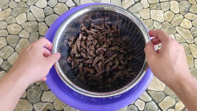 A hand lifts a perforated metal basket filled with live cone snails from a large purple plastic basin filled with water, droplets of water dripping, against a background of tiled stone flooring.