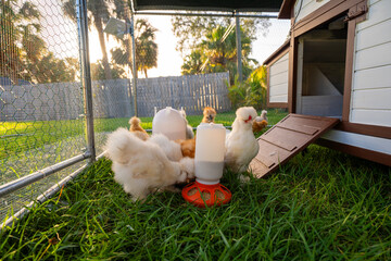 Domestic chicken in small backyard chicken coop. Silkie chicks sustainably raised in free range conditions © bilanol