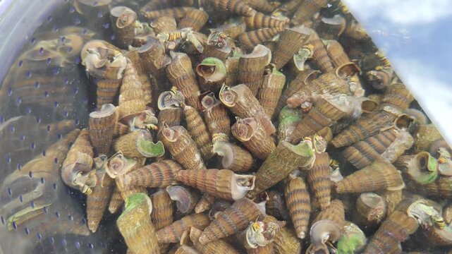 A dense cluster of freshwater snails live in a perforated plastic basin filled with water, their elongated brown-striped conical shells moving slowly among the bubbles and reflections of light.