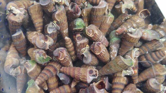 A dense cluster of freshwater snails live in a perforated plastic basin filled with water, their elongated brown-striped conical shells moving slowly among the bubbles and reflections of light.