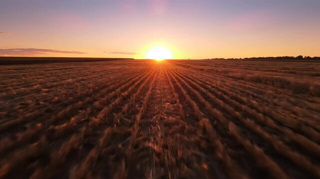 Golden sunset over a harvested wheat field, drone footage