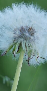 White Dandelion Puffball Macro, Spring Botanical Texture