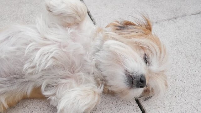 Cute Puppy Napping, Soft Fur Close Up with Copy Space