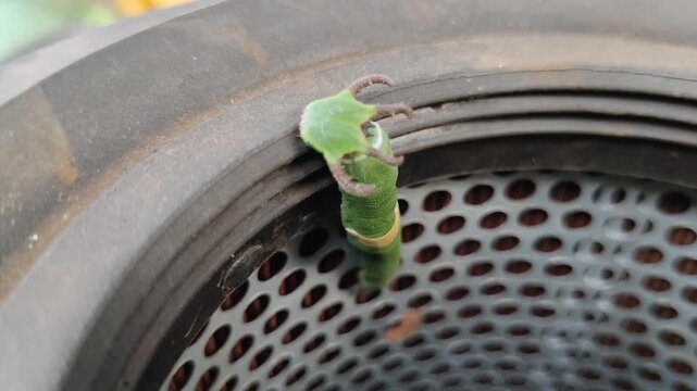 Green dragon-headed caterpillar on perforated metal air filter rim, lime body with white band and yellow saddle, brown cephalic horns, textured skin, rusty industrial background.