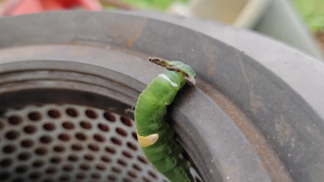 Green dragon-headed caterpillar on perforated metal air filter rim, lime body with white band and yellow saddle, brown cephalic horns, textured skin, rusty industrial background.