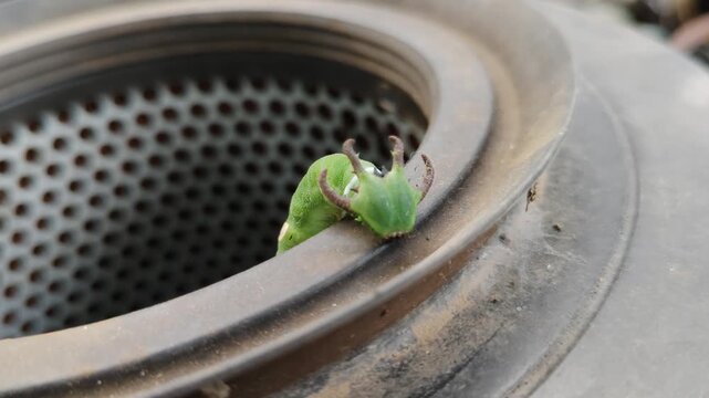 Green dragon-headed caterpillar on perforated metal air filter rim, lime body with white band and yellow saddle, brown cephalic horns, textured skin, rusty industrial background.