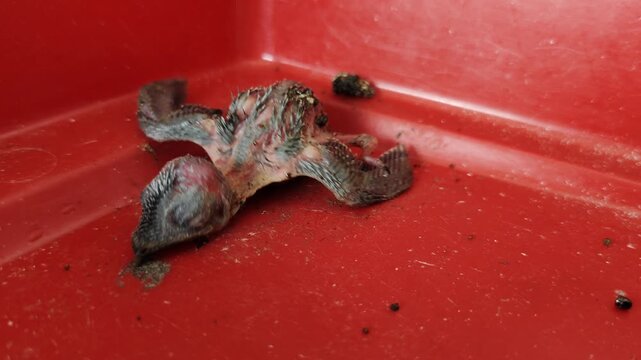 The newly hatched swiftlet chicks move actively and stretch their bodies inside the bright red plastic container.