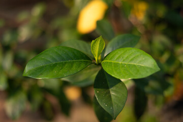 Obraz premium Close-up of a fresh green plant sprout emerging between leaves in a sunny garden, symbolizing growth, new beginnings, and vibrant natural life
