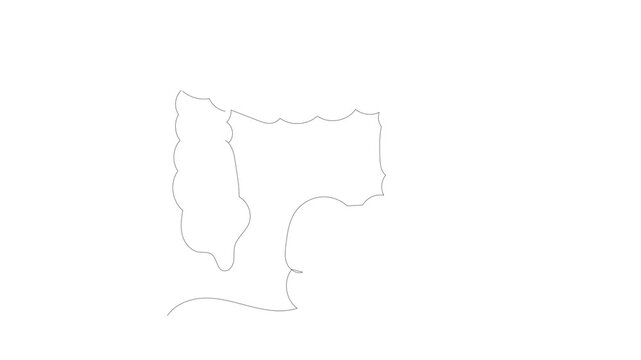 Continuous Single Line Drawing Animation of colon, Minimalist Monoline Colon Anatomy Illustration, Simple Linear Digestive System Health Icon Vector on White Background