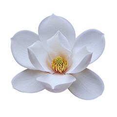 White magnolia flower with yellow stamens and delicate petals isolated on transparent background for floral designs and decoration