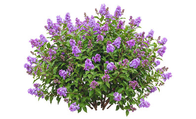 Beautiful purple lilac flowers blooming on green lush shrub with vibrant leaves and delicate blossoms isolated on transparent background