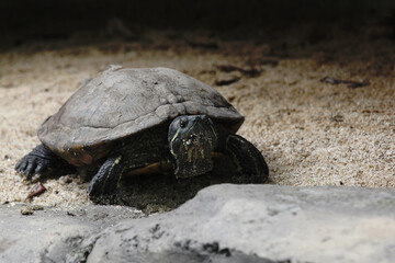 Obraz premium Red-ear slider turtle sunbathing and walking slowly on the sand