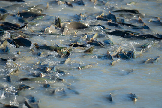 Pink Salmon Returning at Soloman Gulch Alaskan Hatchery
