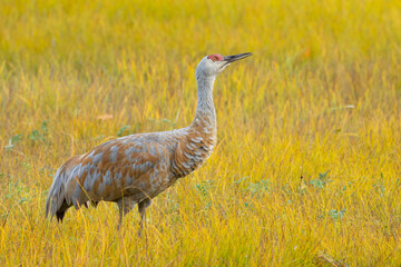 Fototapeta premium Sandhill Crane Peers Skyward for Danger