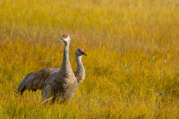 Fototapeta premium Sandhill Crane Peers Skyward for Danger