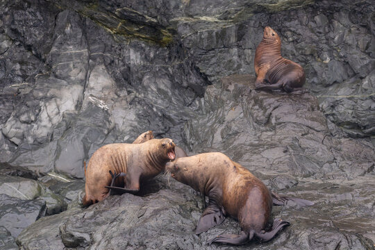 Sea Lions Argue on Shore in Prince William Sound Alaska