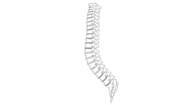 Human spine outline, detailed anatomical illustration, medical concept