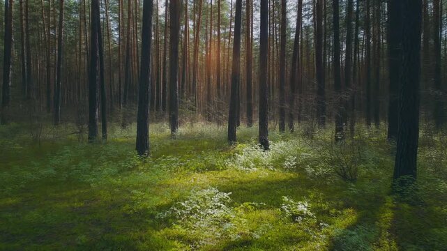 Pine forest in early spring, fresh green undergrowth, soft sunlight filtering through trees, calm cinematic motion, no humans, 16:9, 5 seconds
