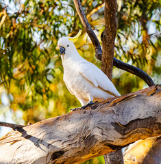 white cockatoo in the tree © Tim