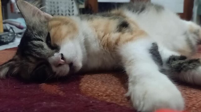 Adult calico cat waking up and purring indoors
