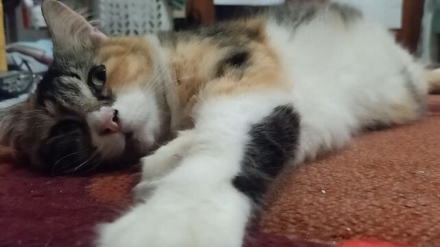 Adult calico cat waking up and purring while lying indoors
