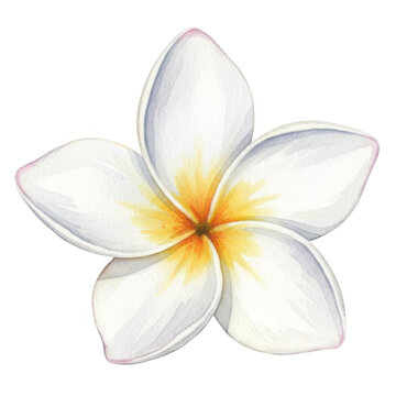 Watercolor flower illustration, tropical blossom, white petal softly glow