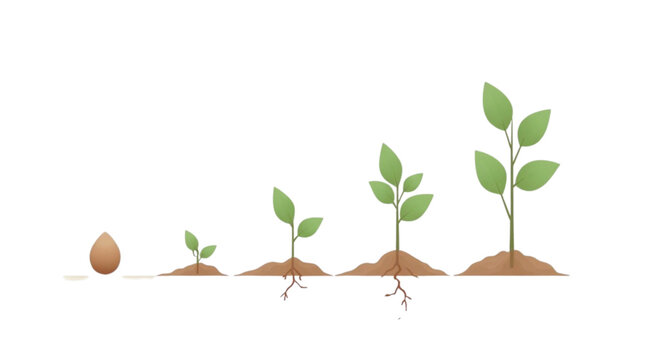 Simple graphic illustration depicting the sequential stages of seed germination and plant growth development