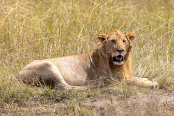 Young Male Lion laying down in the Masai Mara National Park in East Africa Kenya KEN